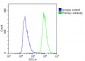 TAP2 Antibody (N-Term)